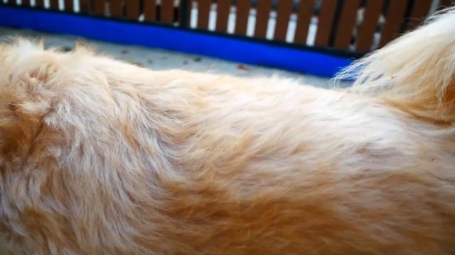 สุดทึ่ง!! 2ตัวช่วยป้องกันเห็บหมัดในสุนัขได้อย่างอยู่หมัด l love dog смотреть онлайн