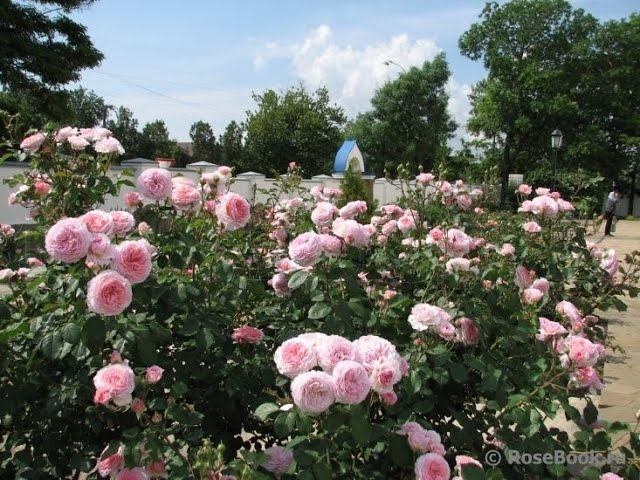Как растут розы в тени. смотреть онлайн