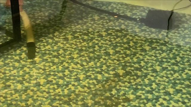 Пруд в гараже.106 карпов КОИ.Померили PH. смотреть онлайн