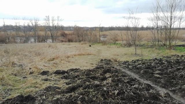 1 января 2022 года. Утки, куры и Барсик. смотреть онлайн