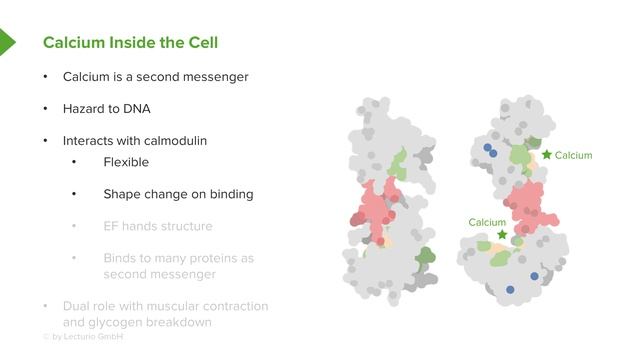 01.07 Vitamin D And Intracellular Actions