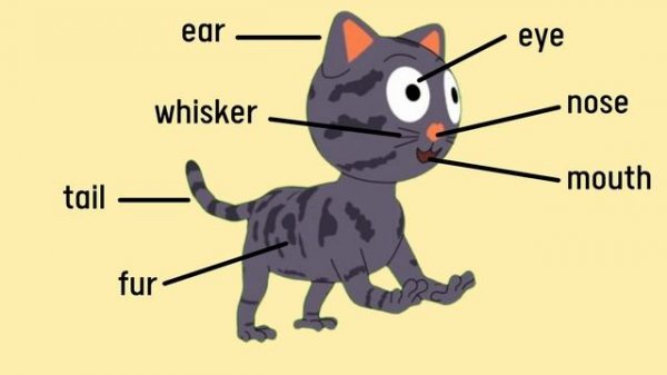 ANIMAL BODY PARTS | bird body parts, goat parts, cat body parts, parts of octopus, turtle parts