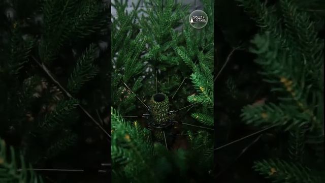 Как настоящая - ель Лесная Симфония смотреть онлайн
