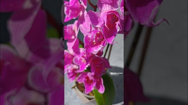 Phal. Sunny Pink Flash 💕 Первое домашнее цветение биглипа в мутации трилипс | Санни Пинк Флэш 🌺 смотреть онлайн