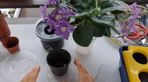 Фитильный полив фиалок, как всё устроено?