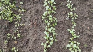 Первая подкормка рассады ранней капусты.