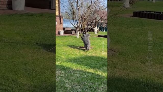 У британский кошки с утра много дел смотреть онлайн