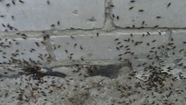 Лёт муравьёв Lasius umbratus смотреть онлайн