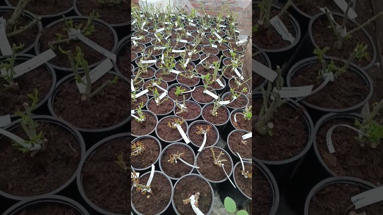 Отправку роз начнёт с молодых саженцев. смотреть онлайн