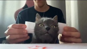 ДЕЛАЮ АСМР КОШКЕ _ 私は猫にASMRを行います