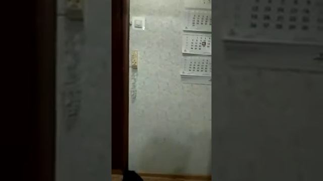 2-комнатная квартира 41/11 смотреть онлайн