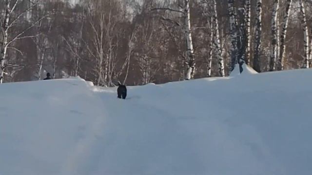 Щенки среднеазиатской овчарки (АЛАБАЙ) в питомнике "ТААЖЫДАР" из Башкирии . смотреть онлайн
