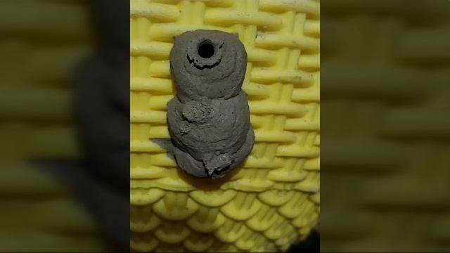 ततैया के घरौंदा से जुङी सभी जानकारी, कैसे जाने गर्भ में लङका है या लडकी? घर तोङ दिया तब क्या करे смотреть онлайн