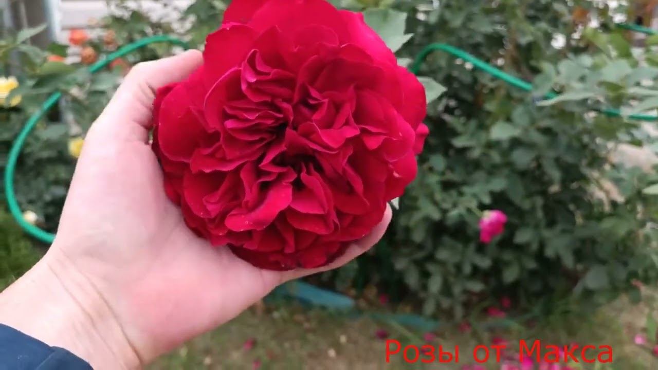 Обзор роз 26 09 2023 смотреть онлайн