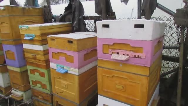 осмотр отводков пчел зимующих на воле в январе, для изменения вентиляции 13.01.2025 смотреть онлайн