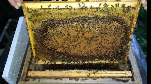 Однорамочные отводки 20 дней спустя