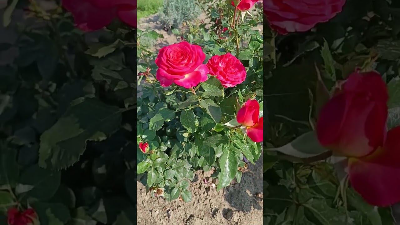 Вулкано Vulkano Kordes' Sohne Германия, 2019Чайно-гибридные смотреть онлайн