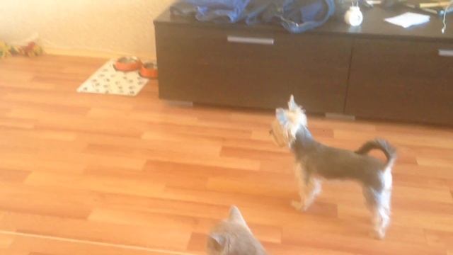 Не даёт Моне покушать) смотреть онлайн