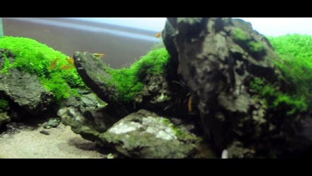 Projekt Akwarium Naturalnego - ADA Cube Garden 90 /Nature Aquarium / смотреть онлайн