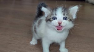 Кошка-мама и ее очаровательные котята. Котята мяукают. Коллекция 1. 2025