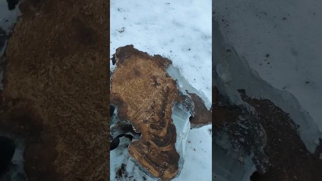 Нашел большую чагу. Березовый гриб. #чага #грибы #лечебныйгриб