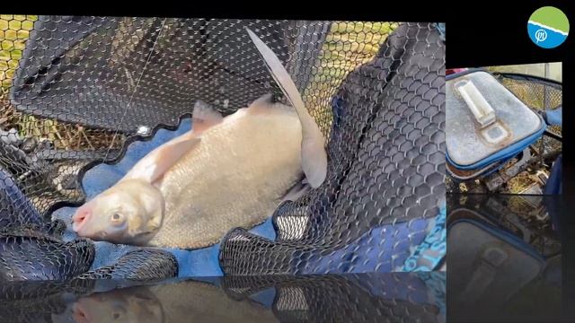Peche au Feeder entre potes !! смотреть онлайн