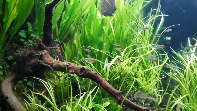 Замечательный травник с дискусами. Объем 500 литров смотреть онлайн