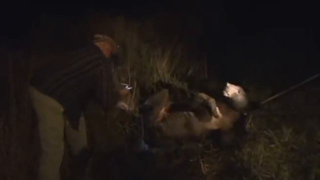 Animal Cops Miami Segment (3:02) Bear Rescue смотреть онлайн