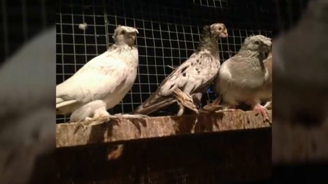 Uzbek pigeons смотреть онлайн