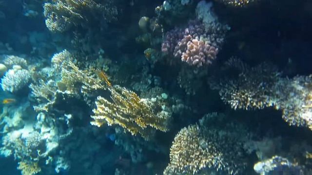 Шарм-эль-Шейх Pyramisa Beach Resort