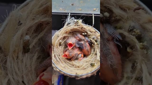 Retrospectiva reprodução 2022 #criação #fob #lovebirds #feed #shortvideo #filhotes #love #tarim смотреть онлайн