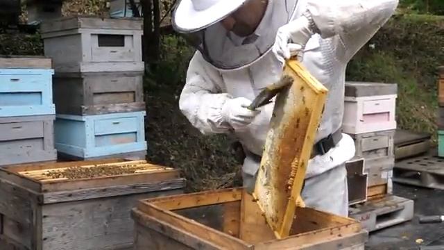 Пасечник выращивает мед у подножия большой горы. смотреть онлайн