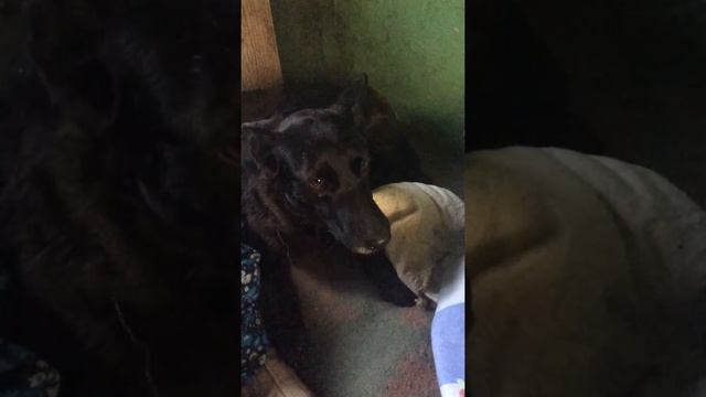 Утро в Приюте(09.03.15) смотреть онлайн