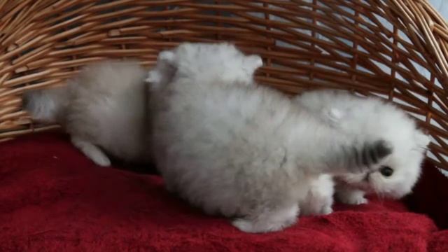 Котята персидской шиншиллы, cattery Promaran смотреть онлайн