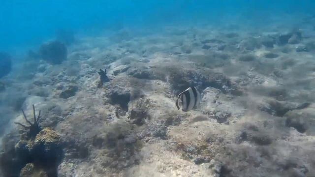 Cuba underwater смотреть онлайн