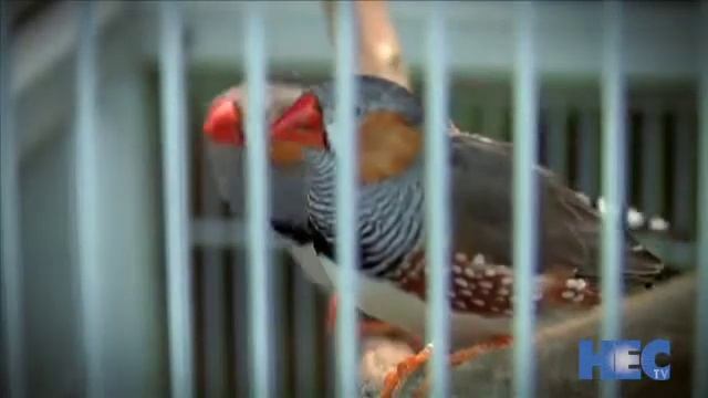 HEC-TV "Innovations" segment on zebra finch genome смотреть онлайн