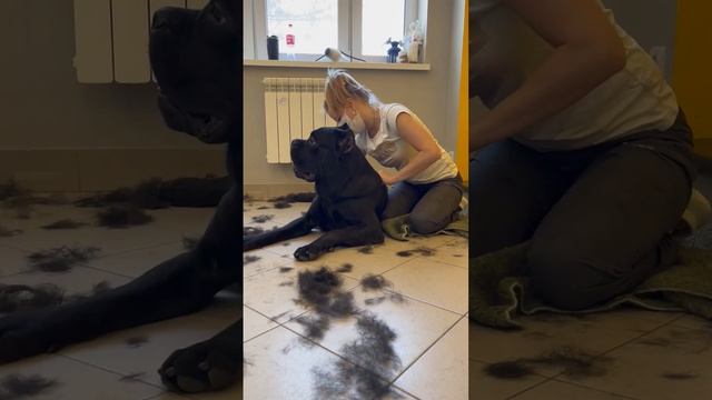 Кане Корсо экспресс линька))