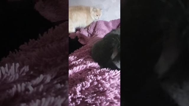 Коты делят кровать вечером, кошка говорит #рекомендации домашниеживотные #котики #коты смотреть онлайн