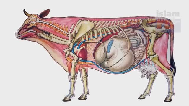 Как Коран раскрыл тайну молока_ смотреть онлайн