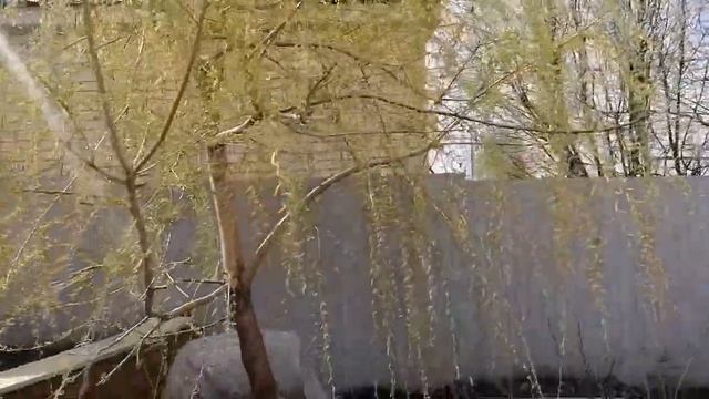 Подвязали розы на опоры. смотреть онлайн