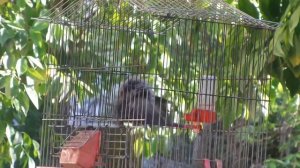 Птица Буль буль. Bird of Iraq (bul bul)