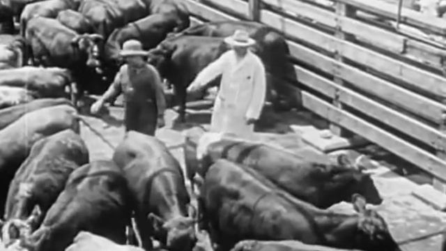 Mechanical Slaughter - A TOK Based Documentary смотреть онлайн