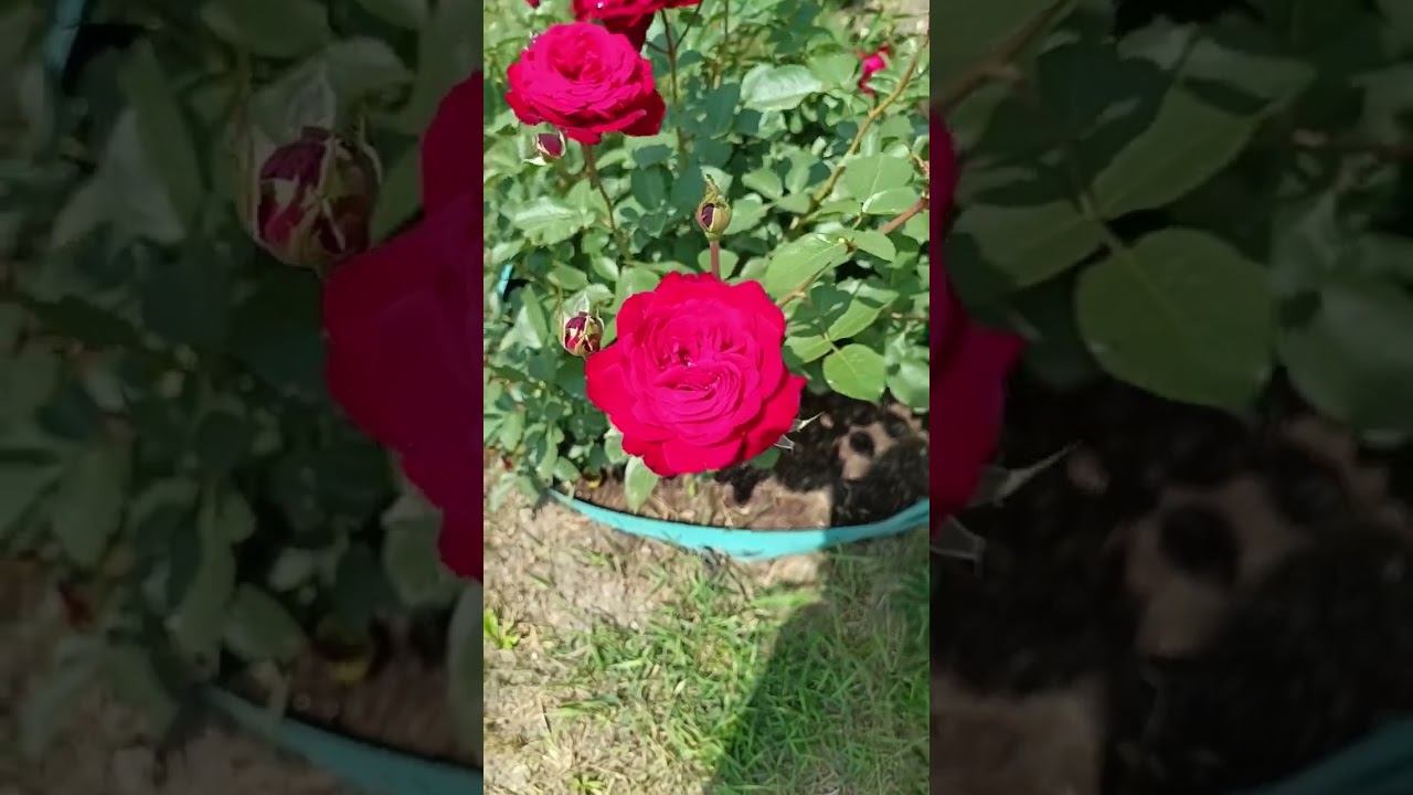 Штертебекер (Чайно гибридная) смотреть онлайн