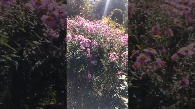 🐝 жужжат 👍🏻😍 смотреть онлайн