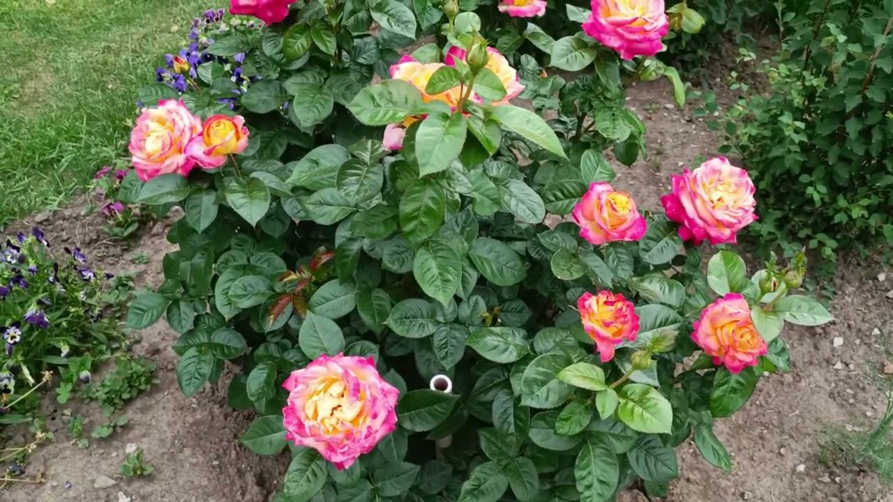 Цветение роз 2024 питомник роз от Макса смотреть онлайн