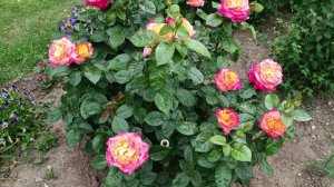 Цветение роз 2024 питомник роз от Макса