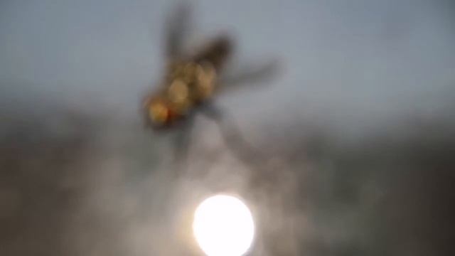 Entomología: Familia Sarcophagidae смотреть онлайн