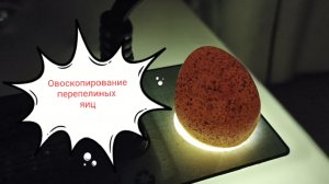 Инкубация перепелиных яиц. Овоскопирование.