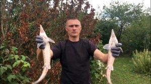 Осетр в дачном пруду. Вес и рост за два года.