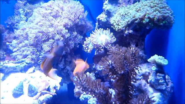 60 gallon cube смотреть онлайн